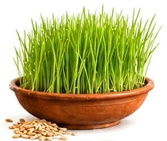 Thick green barley sprouts growing in a wide clay bowl, with a few barley seeds beside it