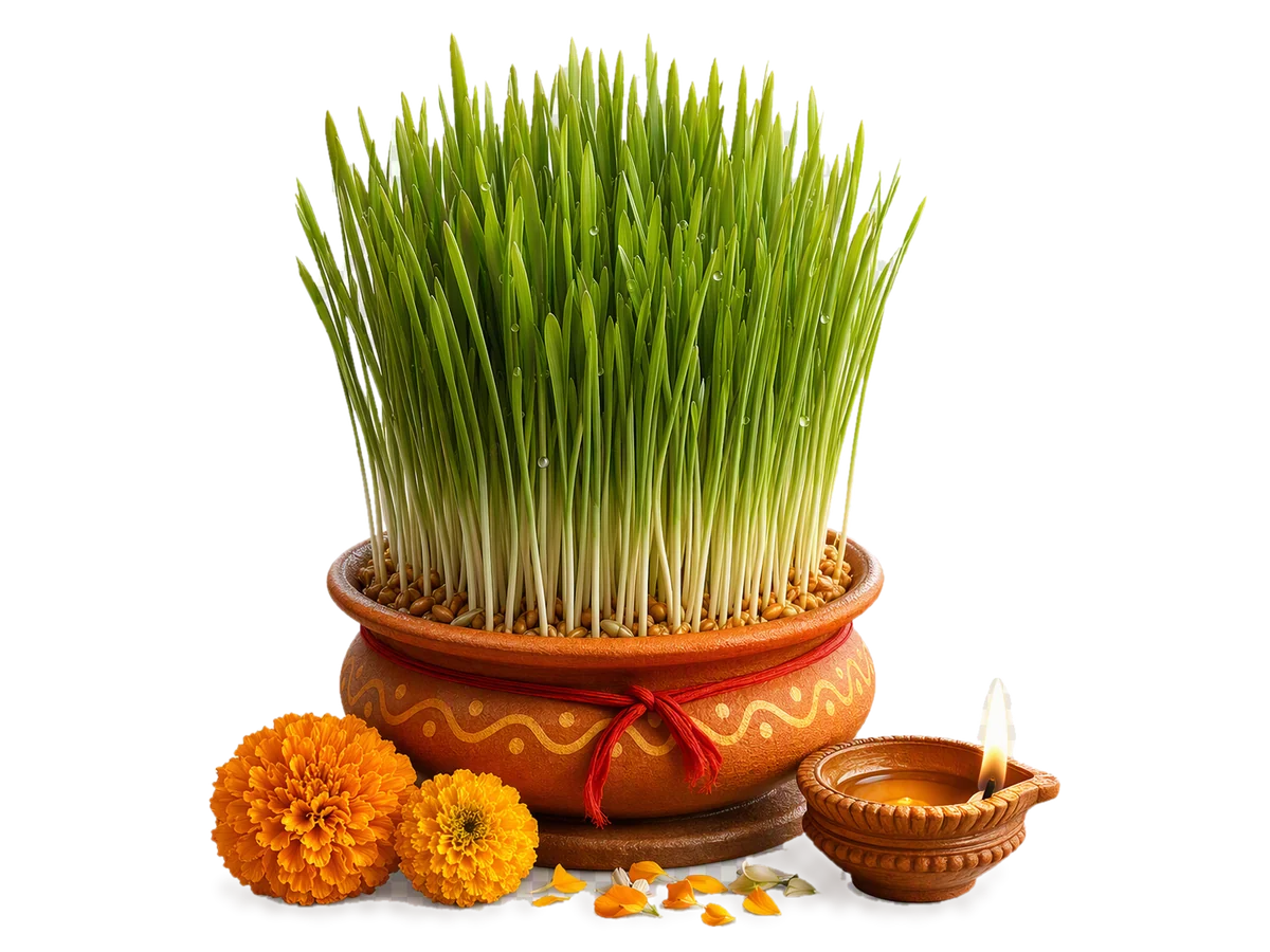 Khetri: fresh green barley sprouts growing in a clay pot tied with red thread, with marigolds, petals and a lit diya beside it